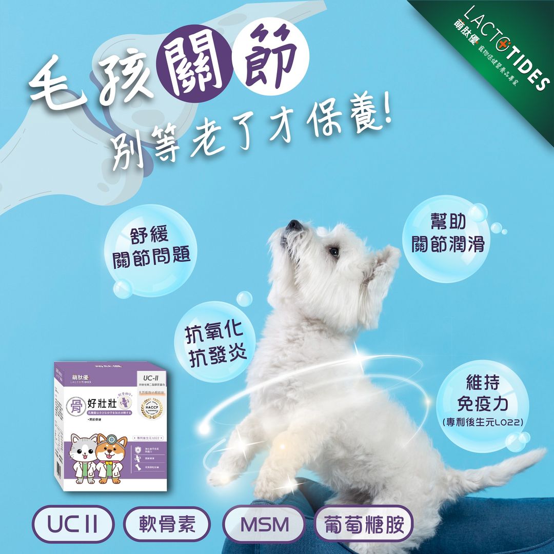 西高地白梗與寵物關節保健品宣傳示意圖
