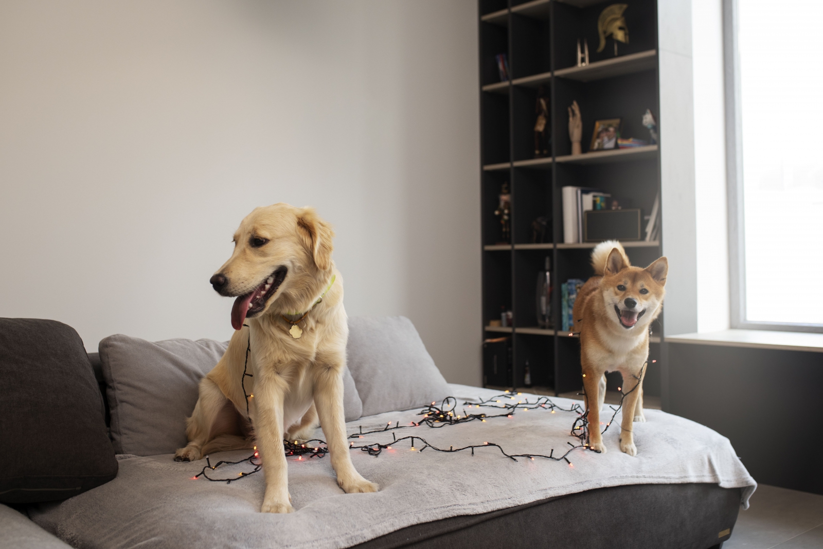 柴犬與柴犬與黃金獵犬跳上沙發遊玩示意圖