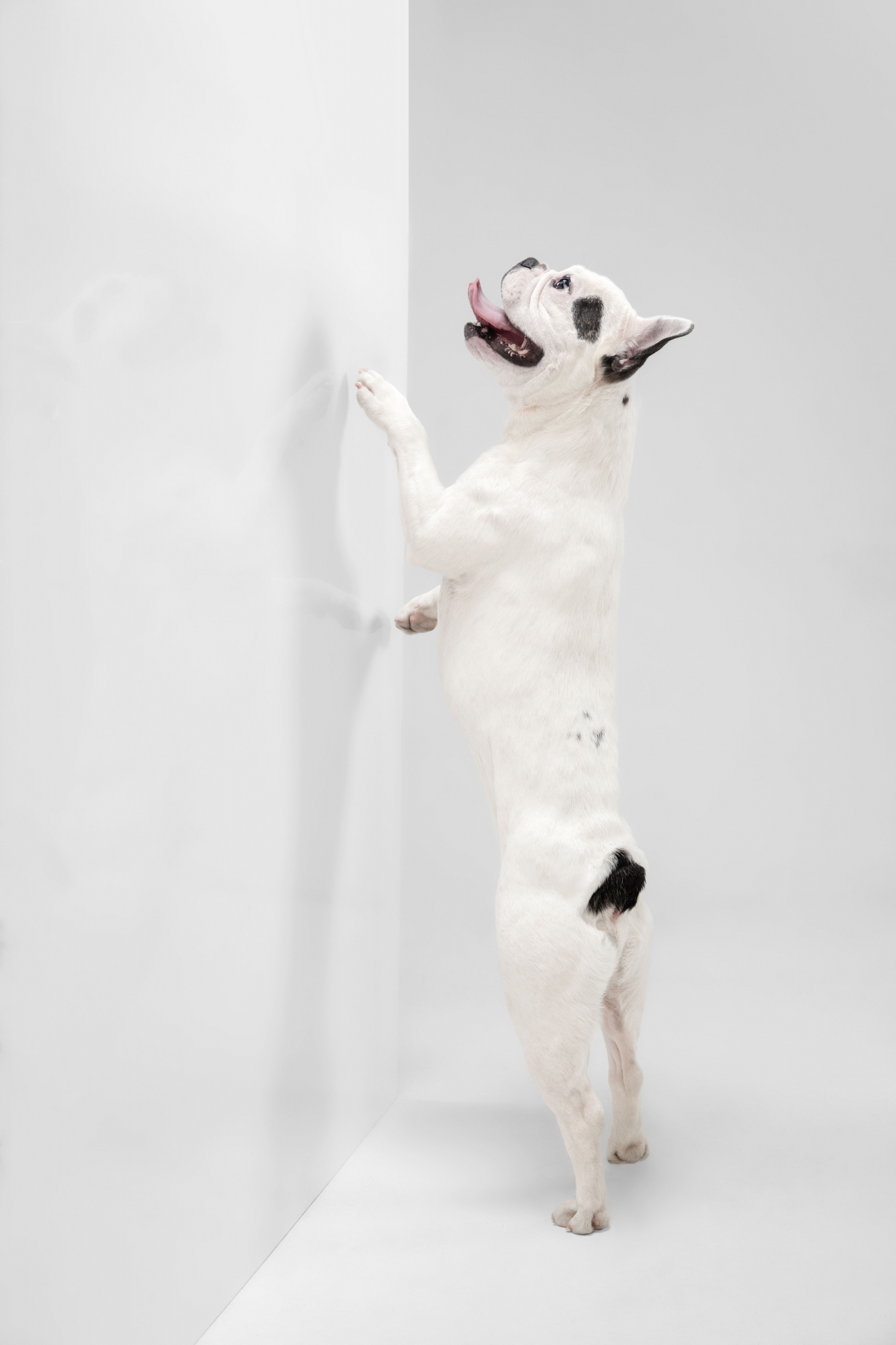 波士頓梗犬靠著牆壁後腳站立示意圖