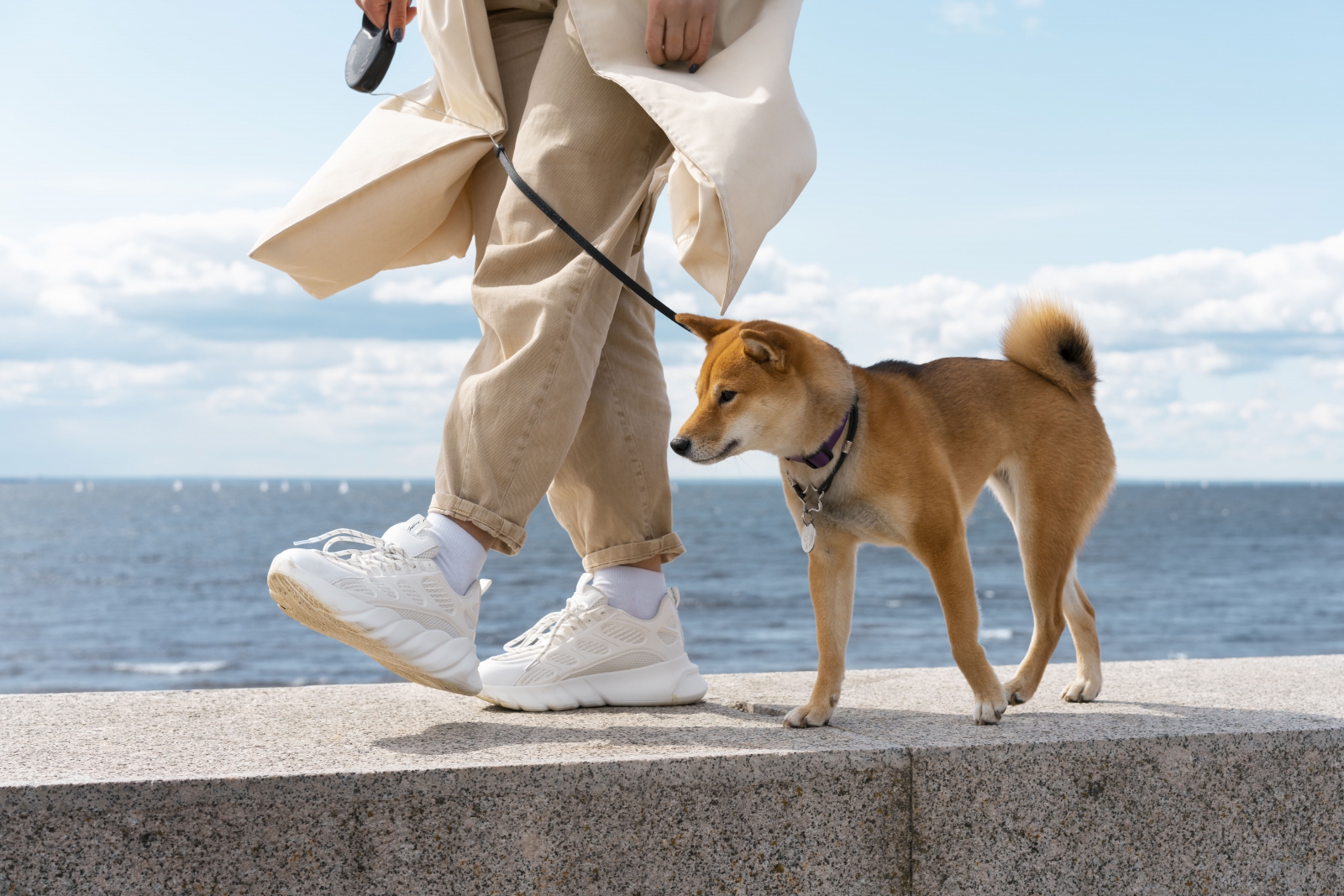 柴犬正與主人在森林步道中散步示意圖