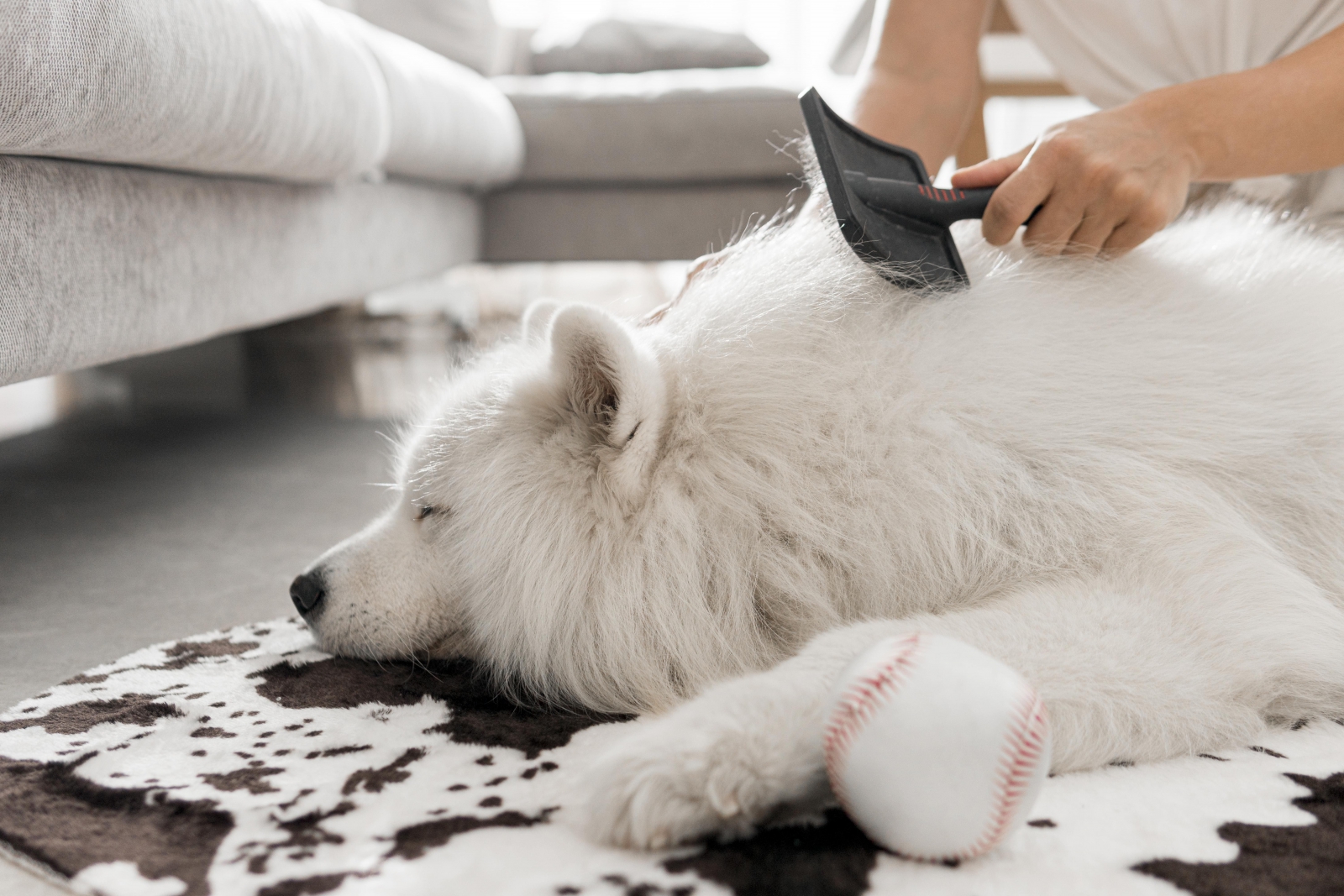薩摩耶犬正在被主人舒服梳毛