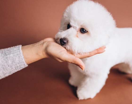 如何養出毛孩一身好皮毛？貓狗皮膚保養從日常開始做起！(圖)