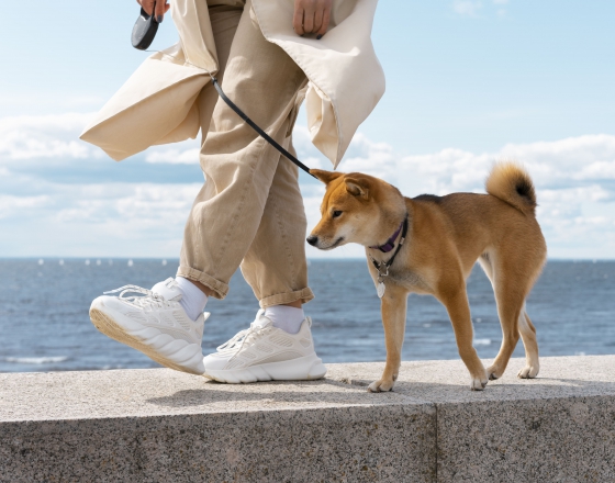 這些動作都在傷害關節！如何降低狗狗關節傷害？(圖)