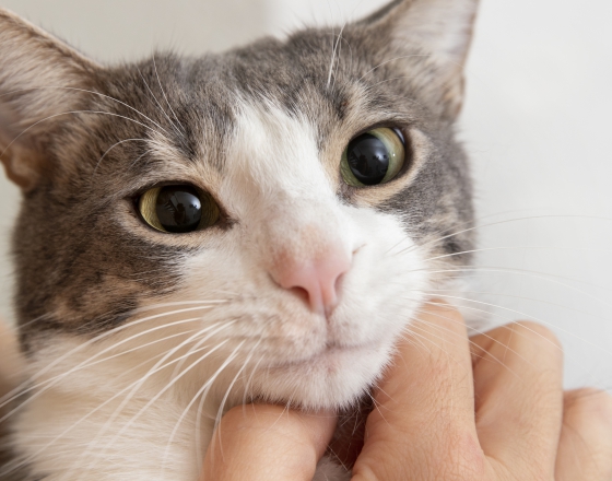 毛孩淚腺好嚴重，如何保持寵物眼睛健康明亮？(圖)