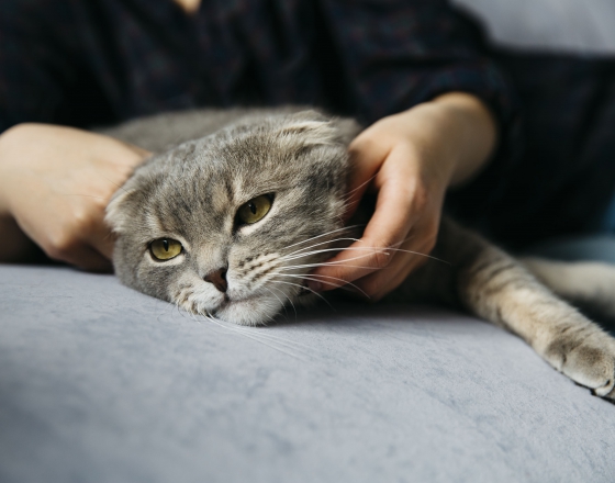 照著做，幫助貓咪遠離腎臟病(圖)