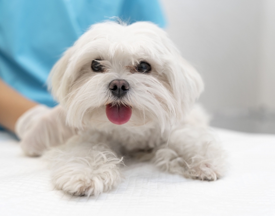 最容易有心臟問題的犬貓品種，如何預防寵物心臟病？(圖)