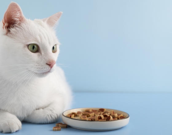 毛孩經常軟臭便，有可能是腸道健康警訊！？(圖)