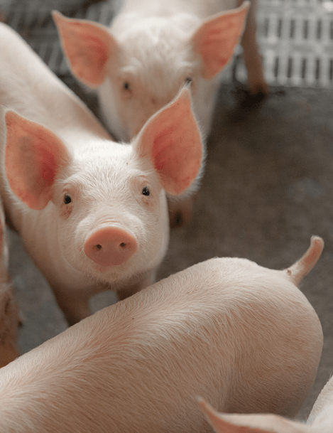 經濟動物營養保健